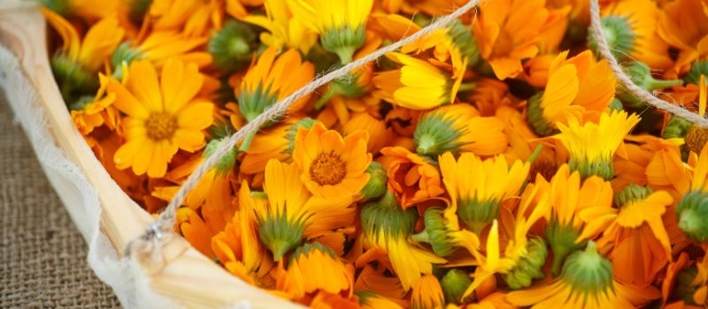 Ingredient Spotlight: Calendula Benefits