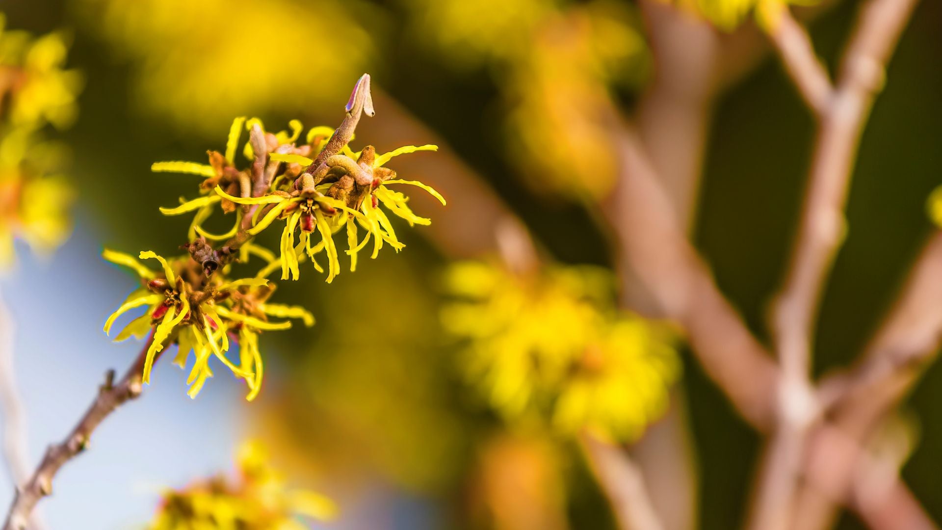 Ingredient Spotlight: Witch Hazel for Skin