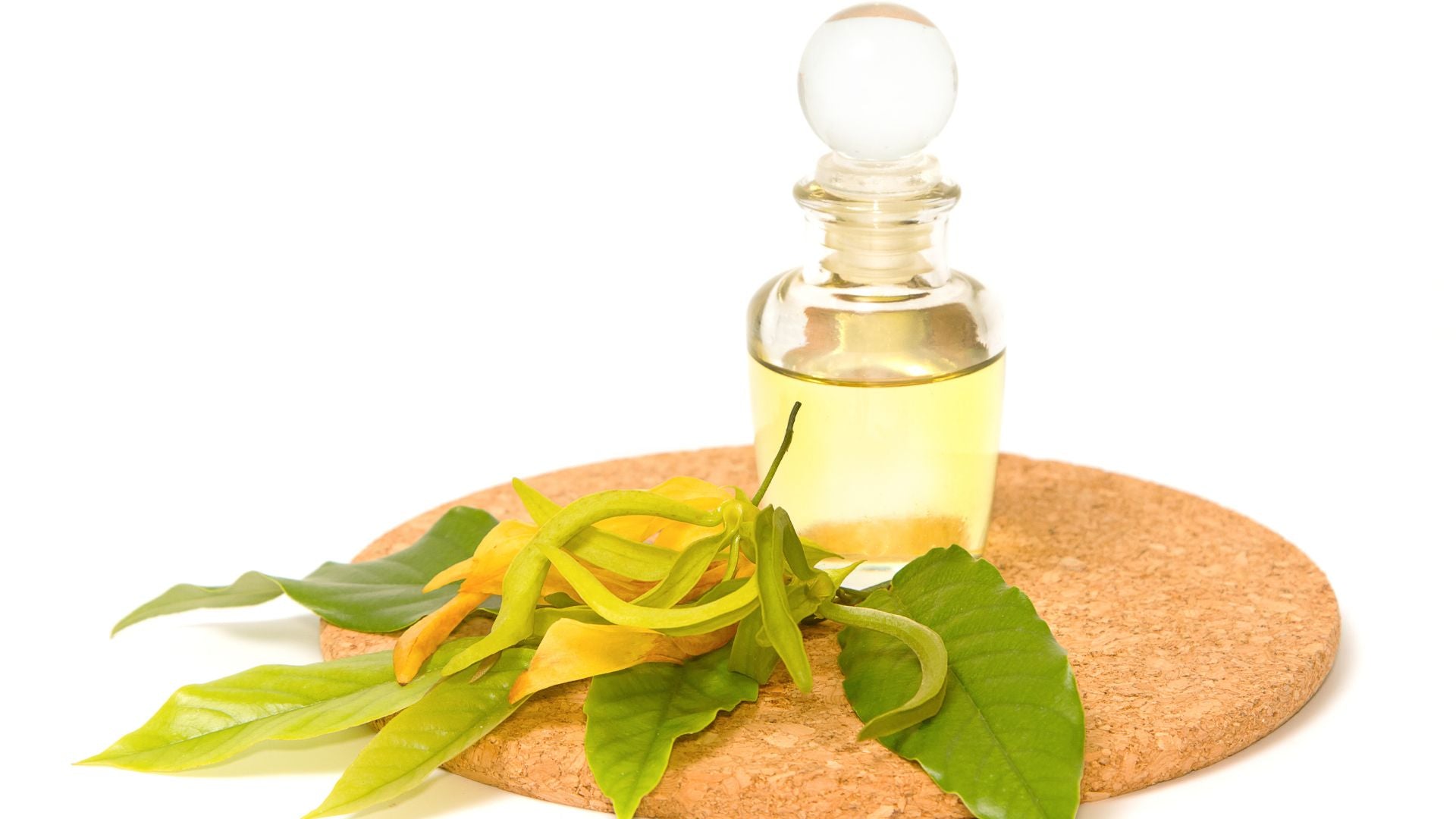 Ingredient Spotlight: Ylang Ylang Essential Oil Benefits for Skin