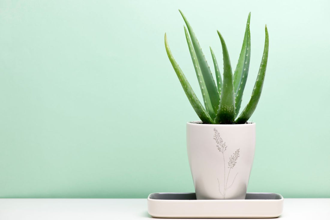 Aloe Vera and Skincare: Everything You Need to Know