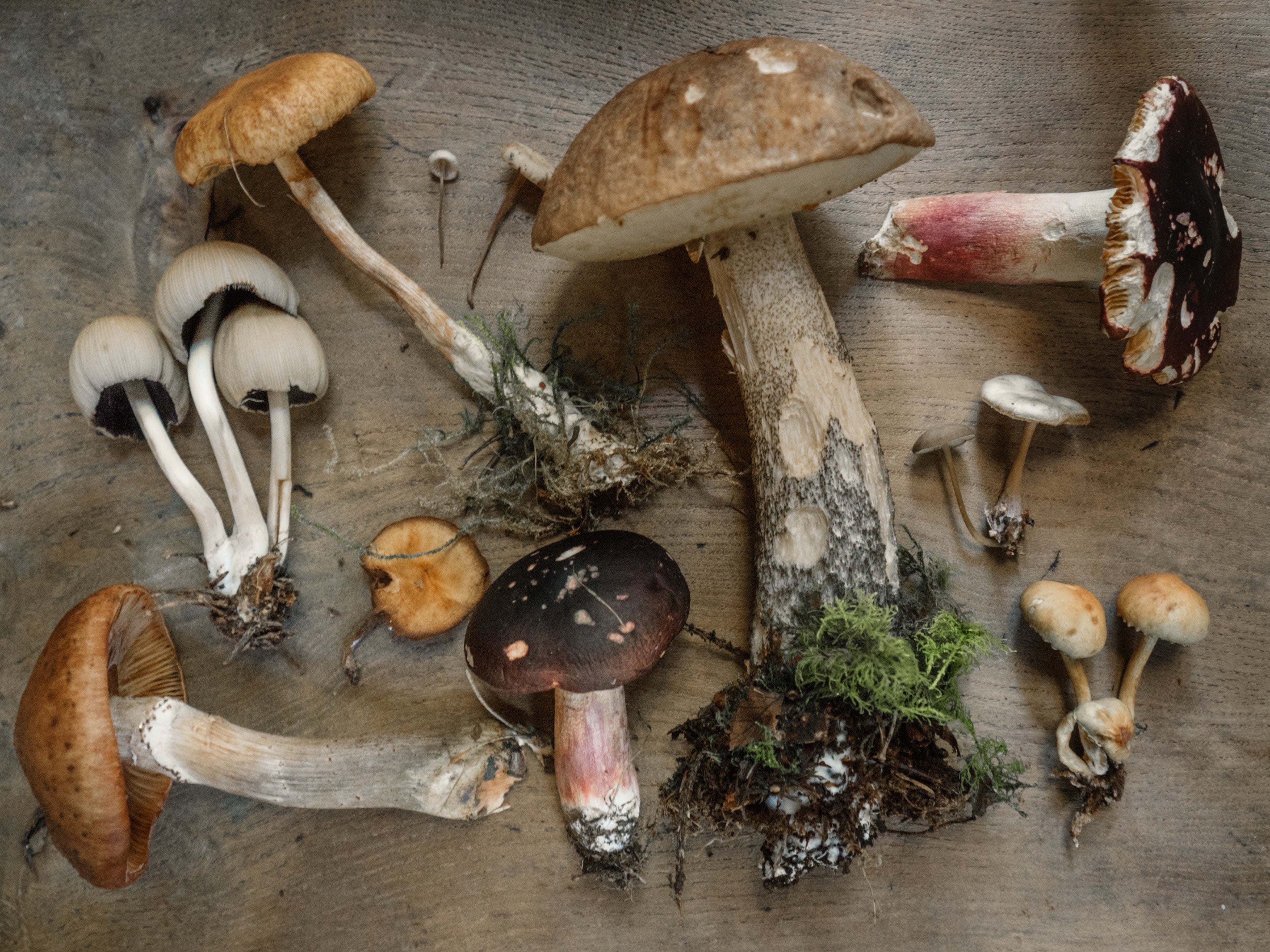 Mushrooms and Adaptogens: Everything You Need to Know