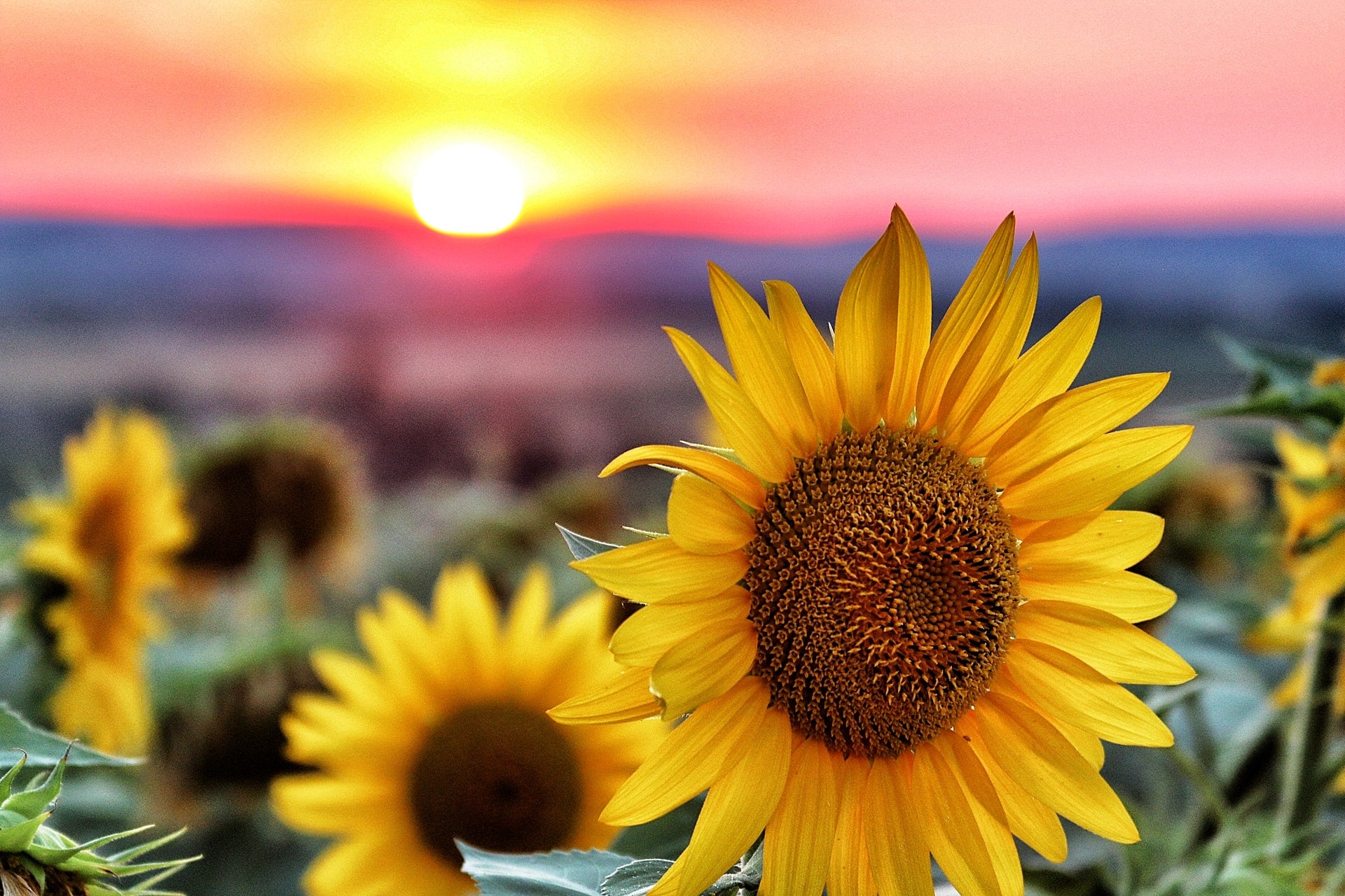 Ingredient Spotlight: Sunflower Oil For Skin