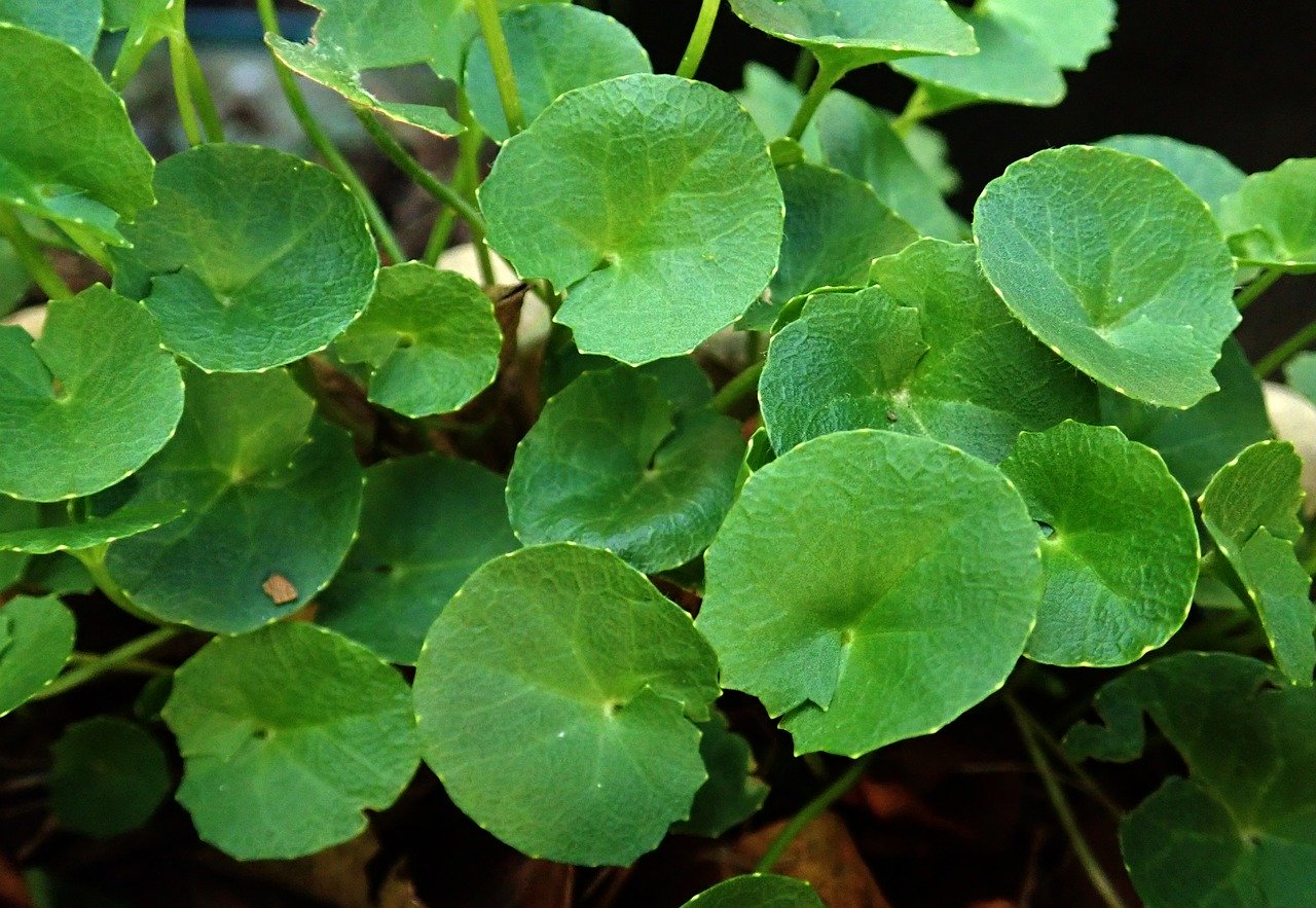 What is Gotu Kola and Why Should You Incorporate It Into Your Skincare Routine?