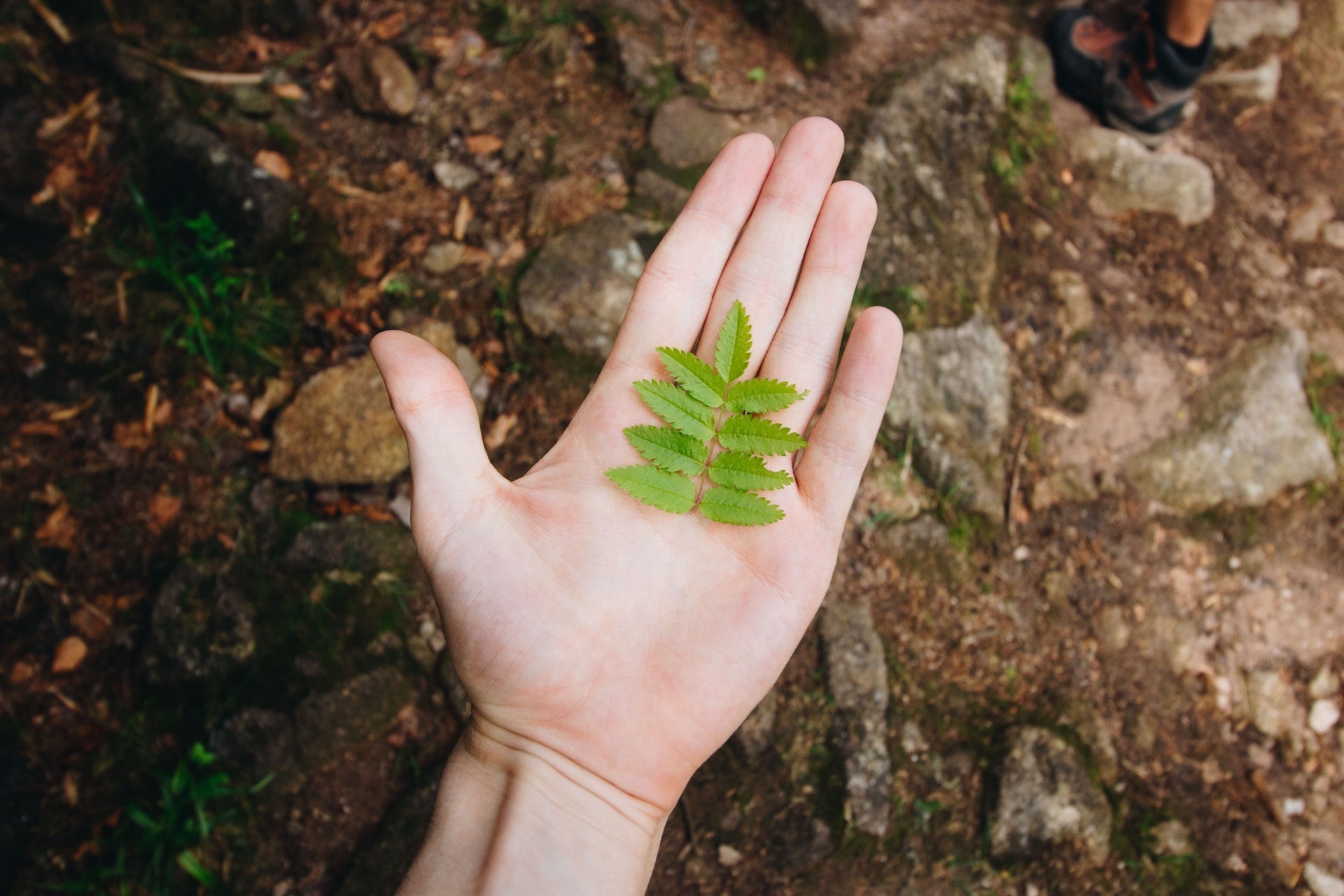 What’s the Deal With Plant Stem Cells in Skincare?