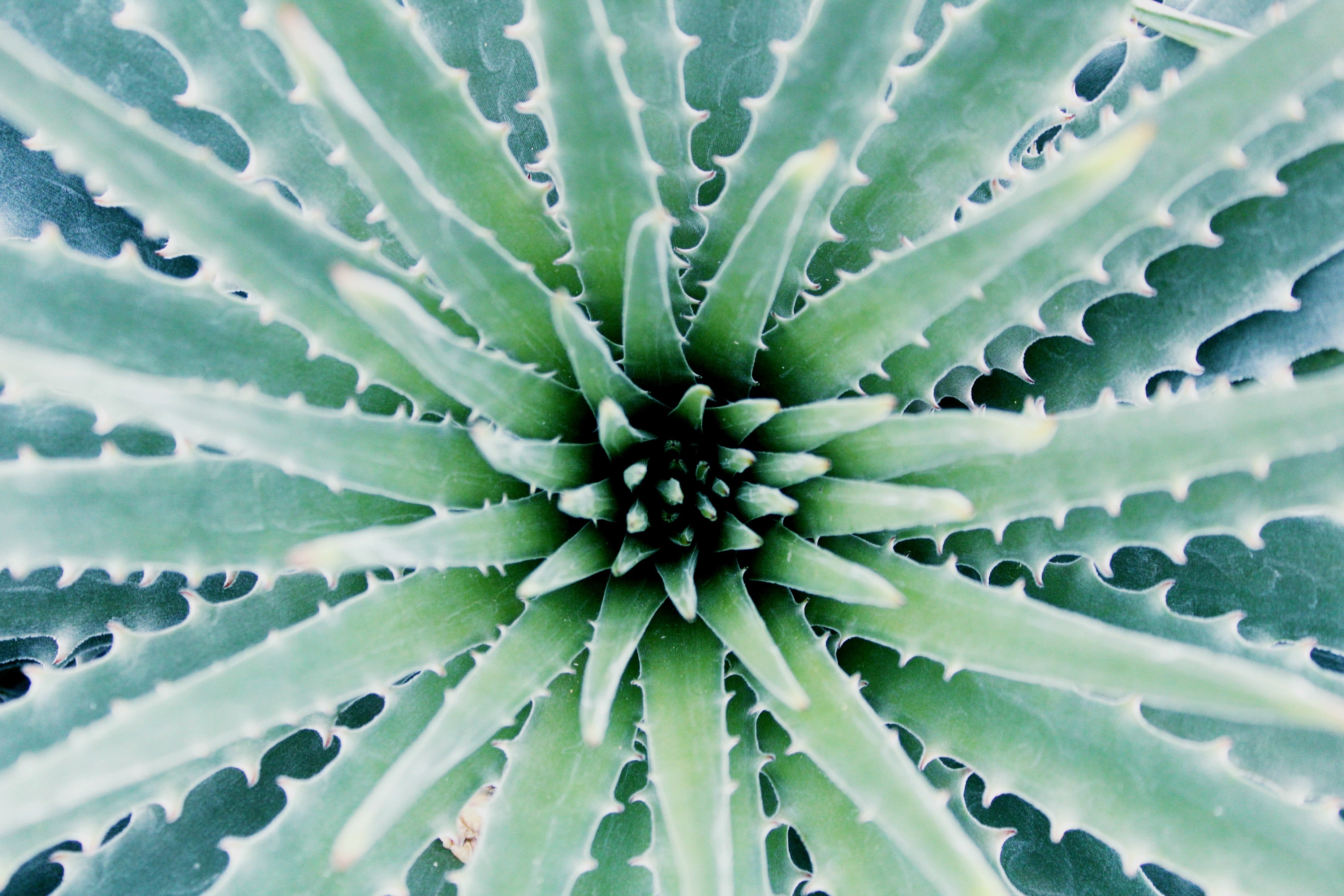 Ingredient Spotlight: Aloe Vera