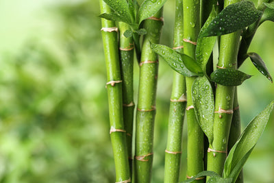 Bamboo Silicon